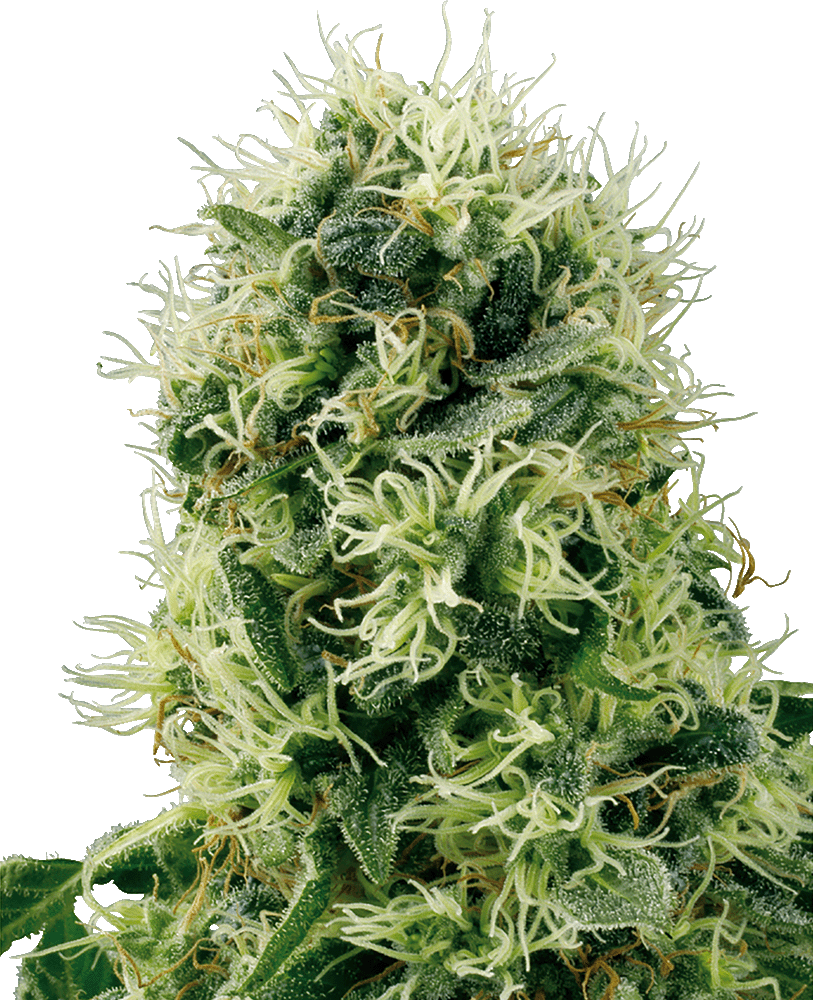 Pure Power Plant feminisierte Cannabissamen