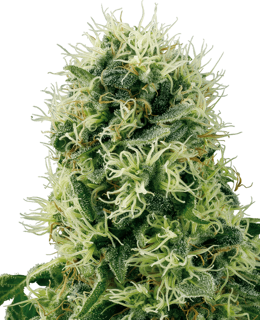 Pure Power Plant feminisierte Cannabissamen
