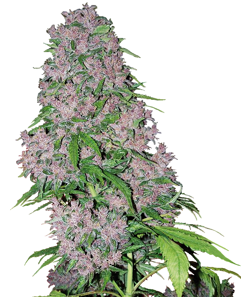 Purple Bud feminisierte Cannabissamen