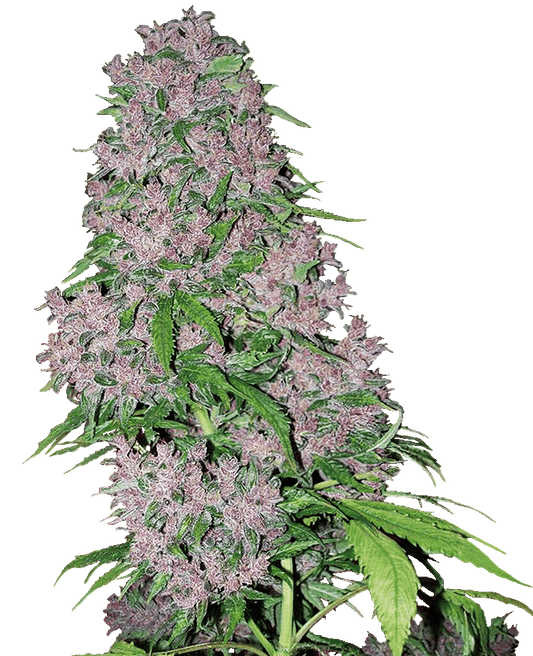 Purple Bud feminisierte Cannabissamen