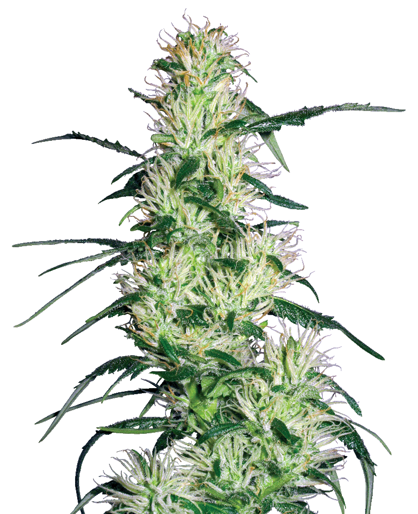 Purple Haze feminisierte Cannabissamen