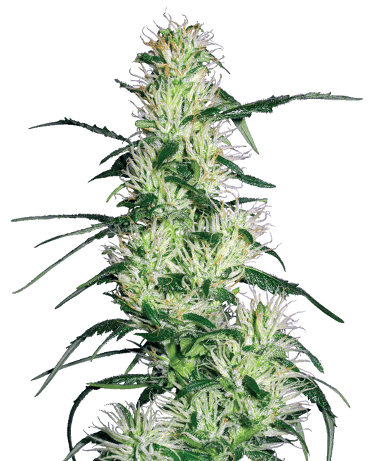 Purple Haze feminisierte Cannabissamen