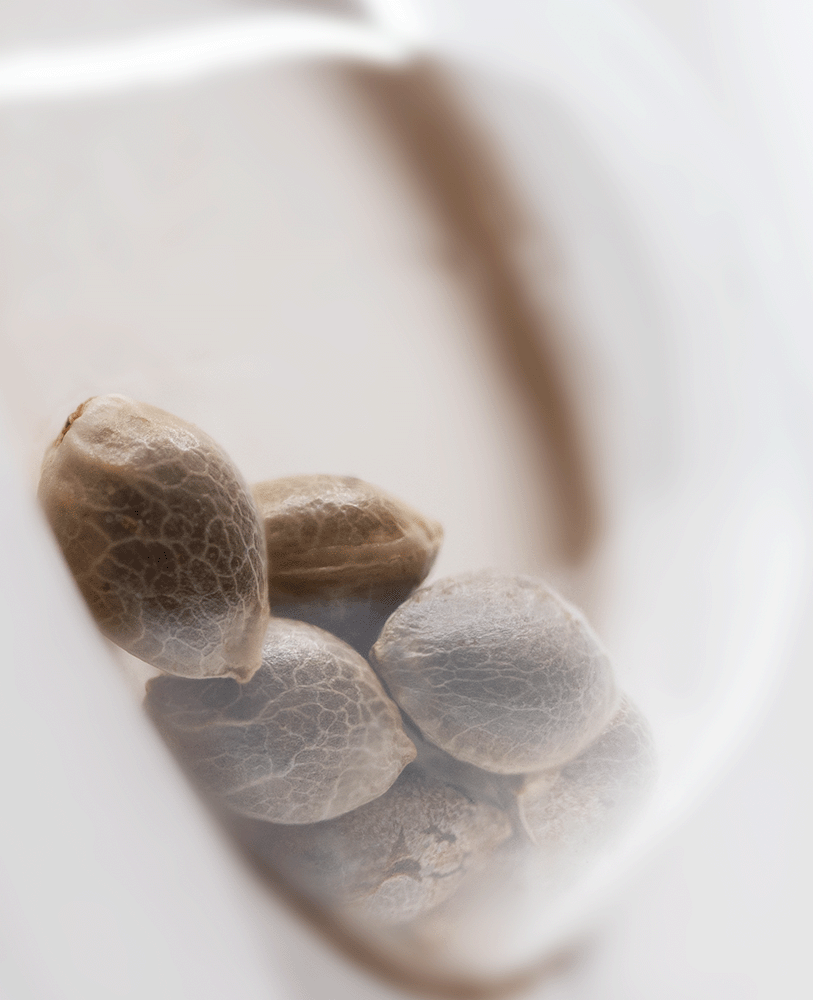 White Label Purple Haze feminisierte Hanfsamen Blüte