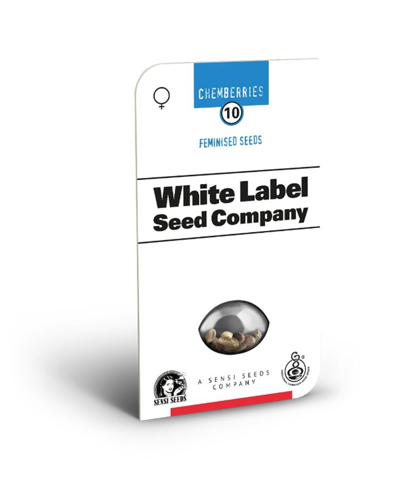 White Labes Seed Co Chemberries Feminisierte Hanfsamen Cannabisblüte