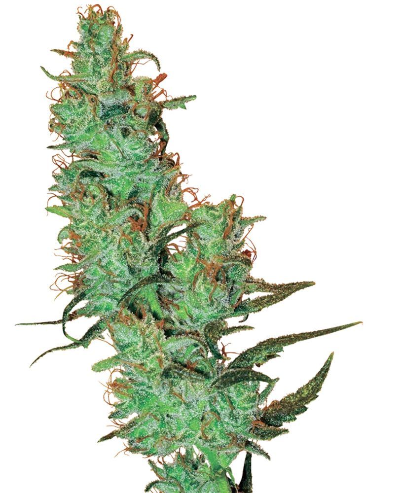 Jack Herer reguläre Cannabissamen