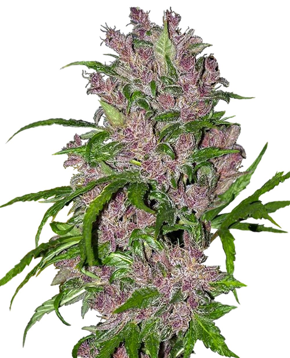 Purple Bud Automatic Cannabissamen