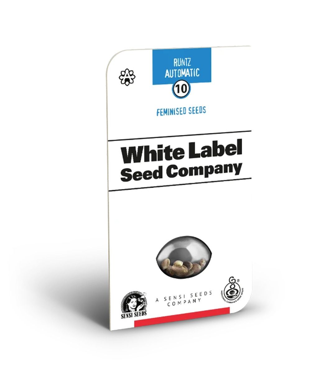 White Labes Seed Co Runtz Automatic Hanfsamen Cannabisblüte