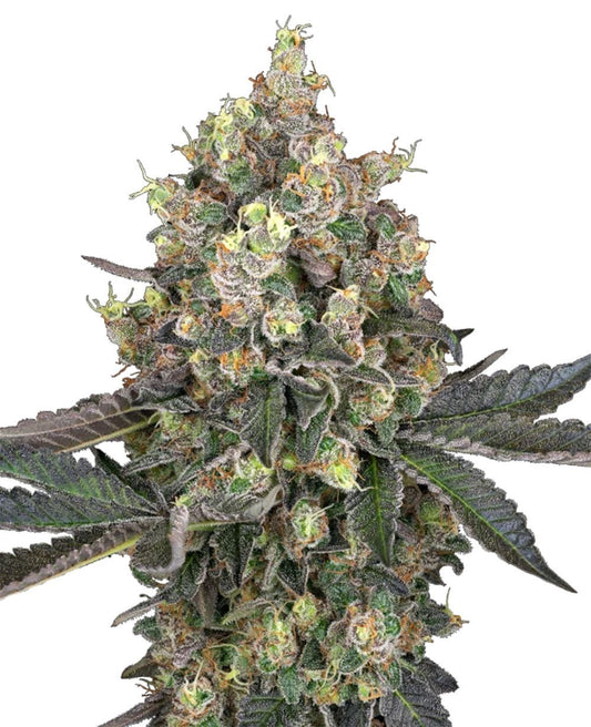 Sweet Berry Breeze feminisierte Cannabissamen