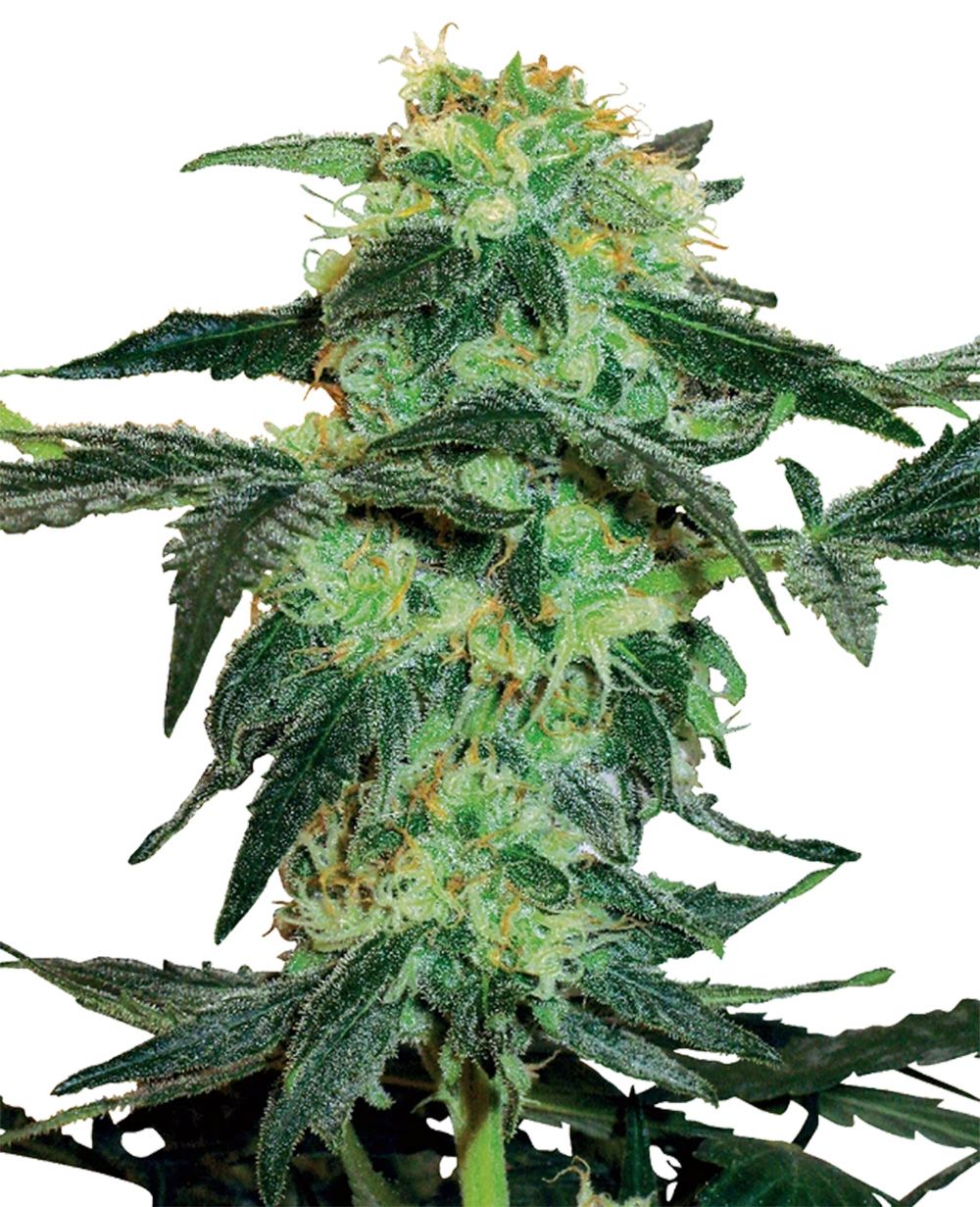 White Labes Seed Co White Ice Reguläre Hanfsamen Cannabisblüte