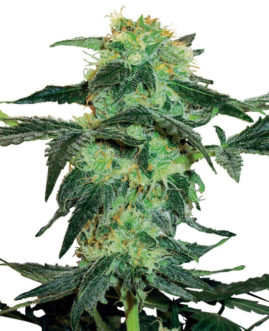 White Labes Seed Co White Ice Reguläre Hanfsamen Cannabisblüte