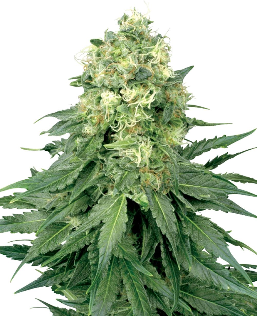 White Labes Seed Co White Widow Reguläre Hanfsamen Cannabisblüte