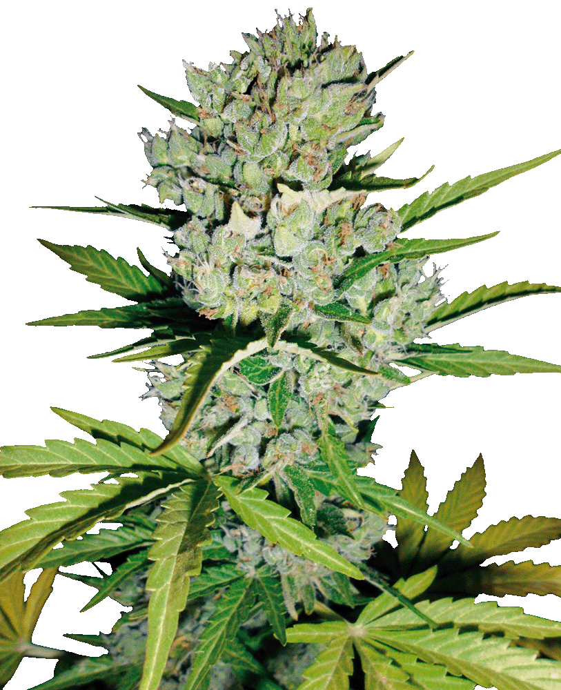 Skunk #1 Automatic Cannabissamen