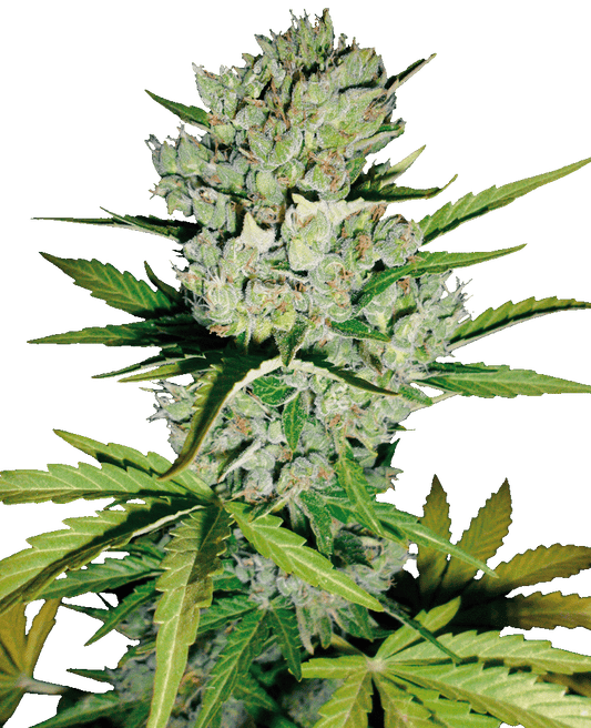 Skunk #1 Automatic Cannabissamen