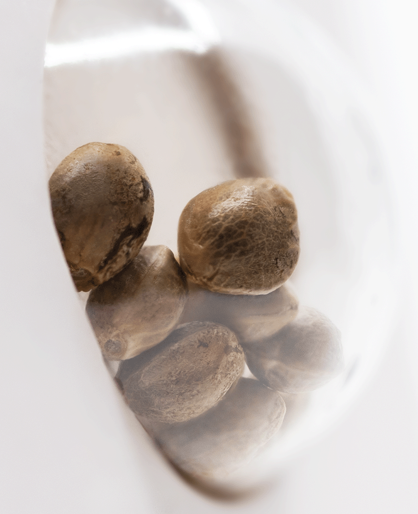 White Label Skunk #1 automatic Hanfsamen Blüte