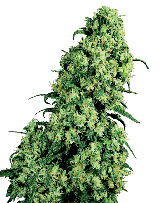 Skunk #1 feminisierte Cannabissamen