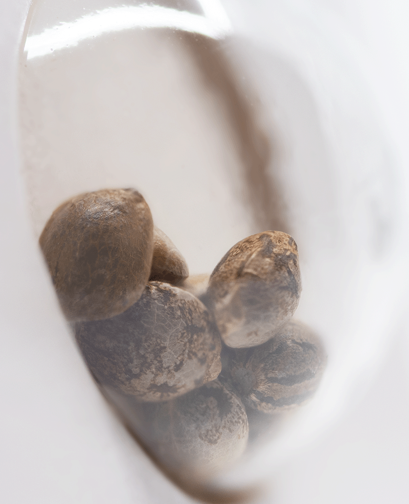 White Label Skunk #1 feminisierte Hanfsamen Blüte