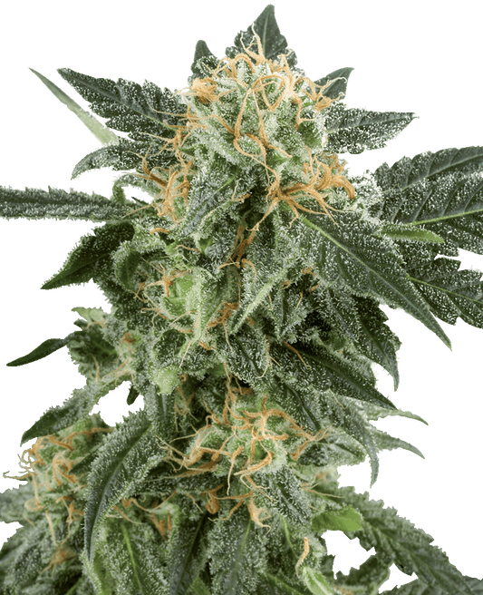 Snow Ryder Automatic Cannabissamen