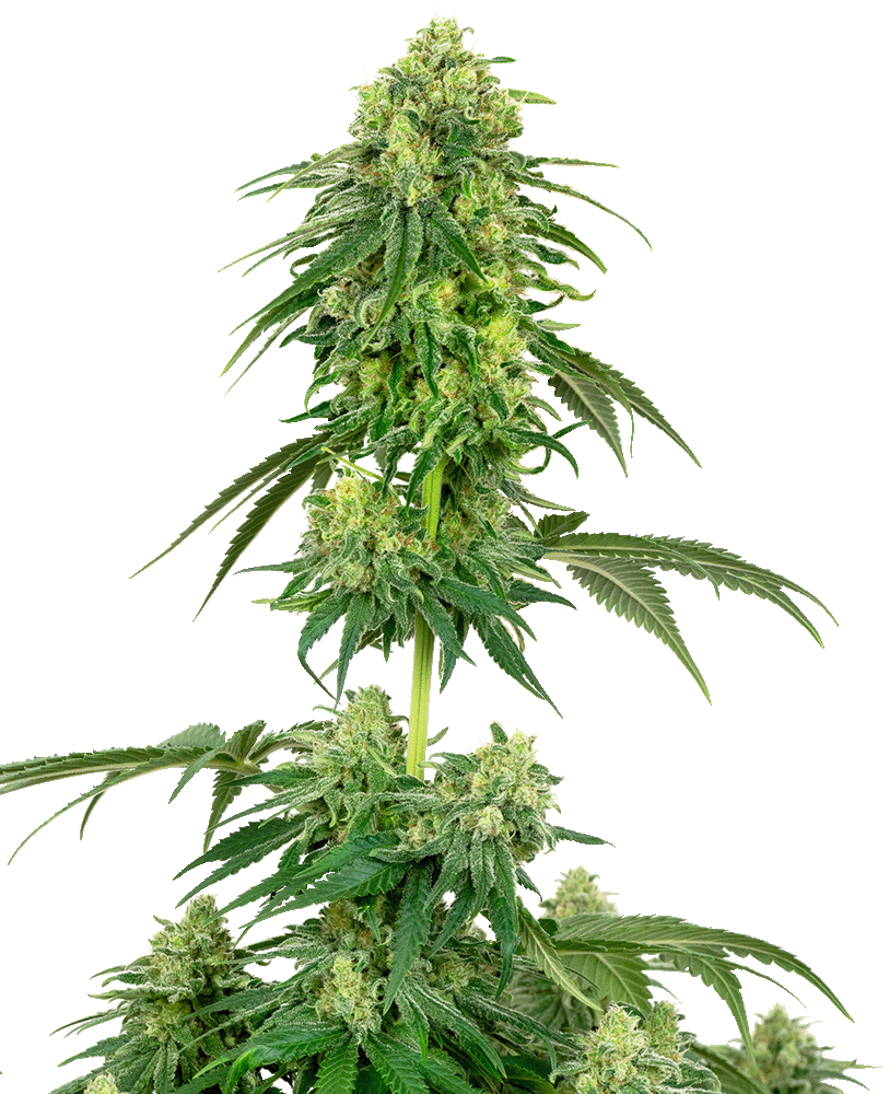 Strawberry Kush feminisierte Cannabissamen