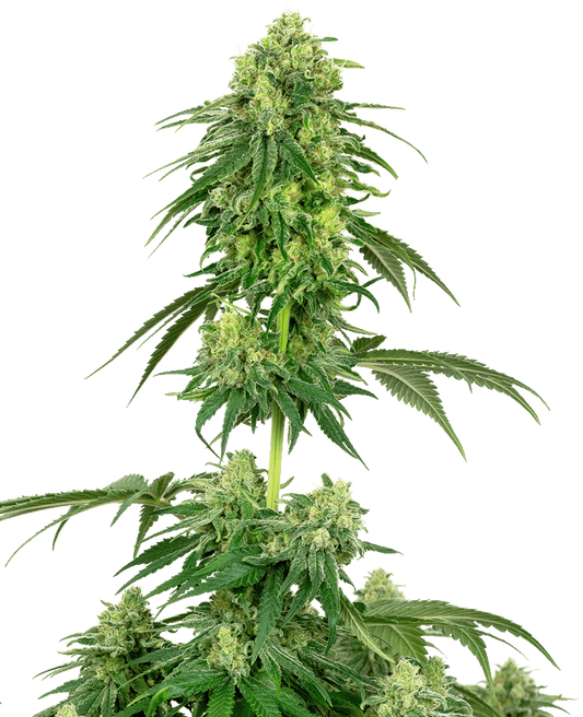 Strawberry Kush feminisierte Cannabissamen