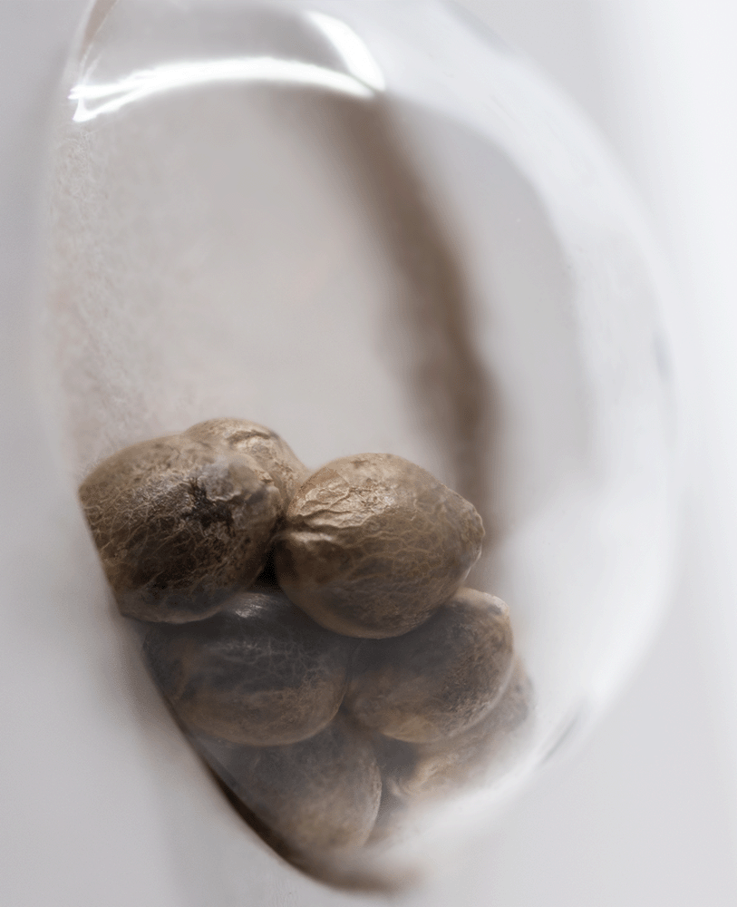 White Label Strawberry Kush feminisierte Hanfsamen Blüte