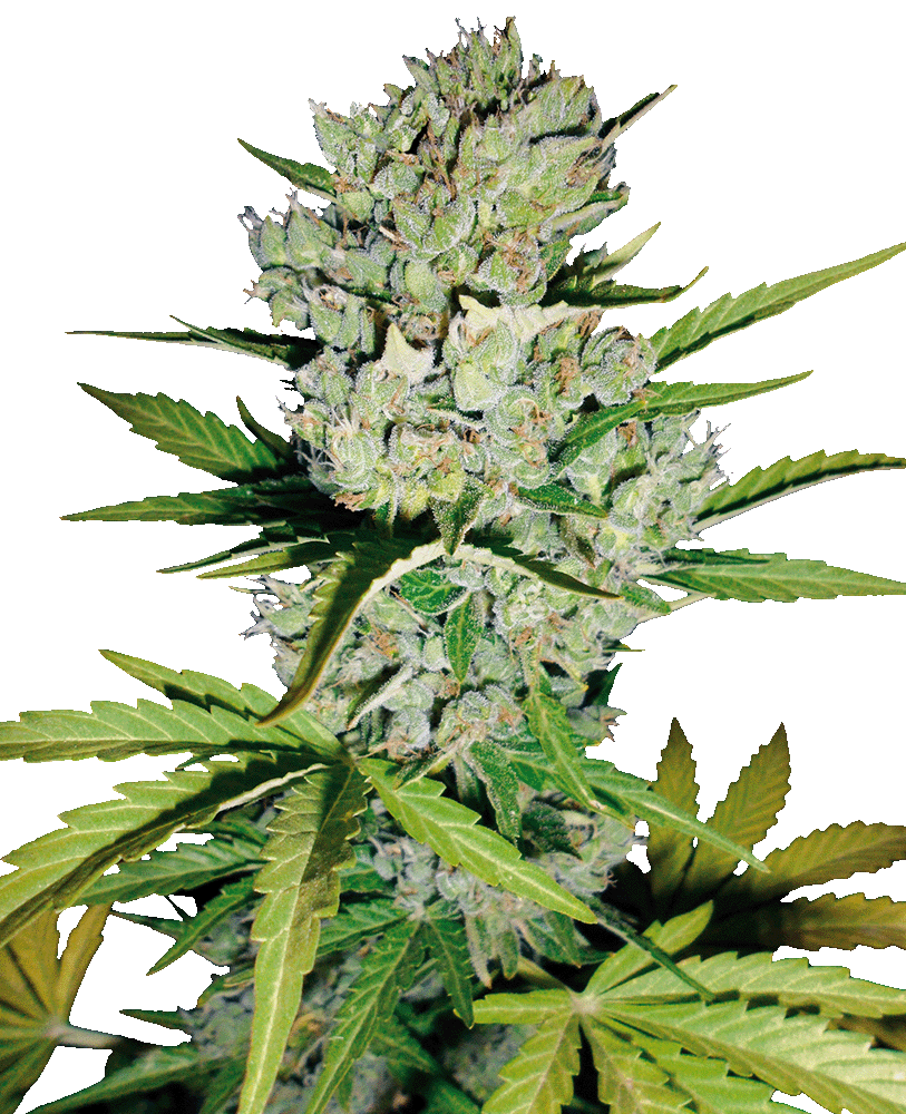Super Skunk Automatic Cannabissamen