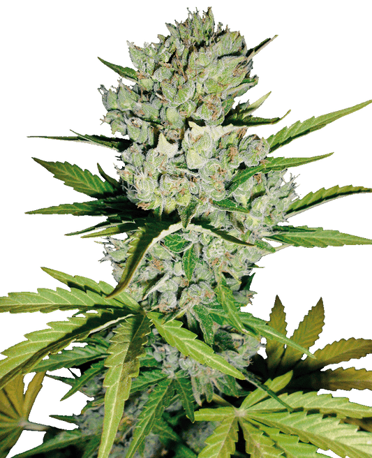 Super Skunk Automatic Cannabissamen