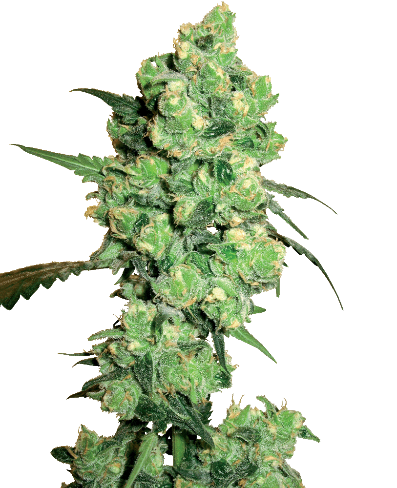 Super Skunk feminisierte Cannabissamen