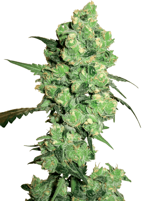 Super Skunk feminisierte Cannabissamen