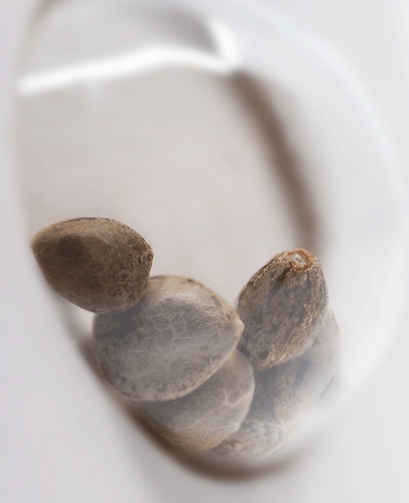 White Label Super Skunk feminisierte Hanfsamen Blüte