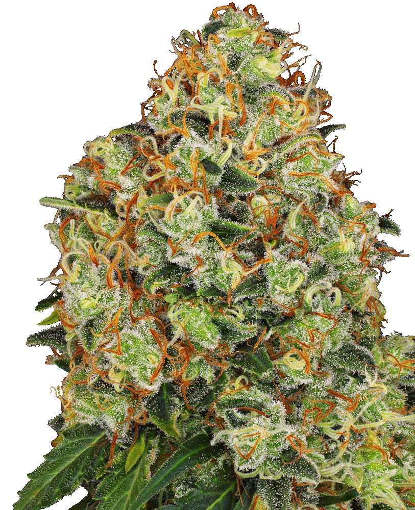 Sweet Tangerine Tango Automatic Cannabissamen