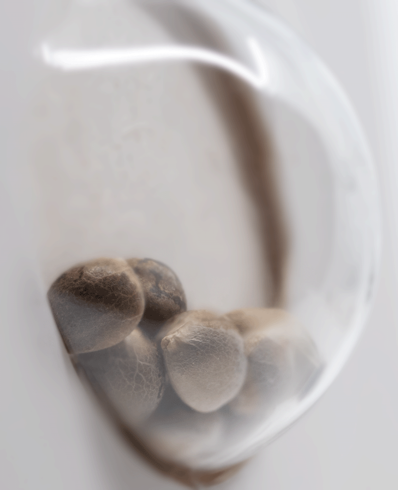 White Label White Cheese feminisierte Hanfsamen Blüte