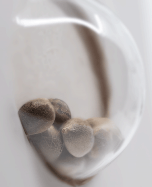 White Label White Cheese feminisierte Hanfsamen Blüte