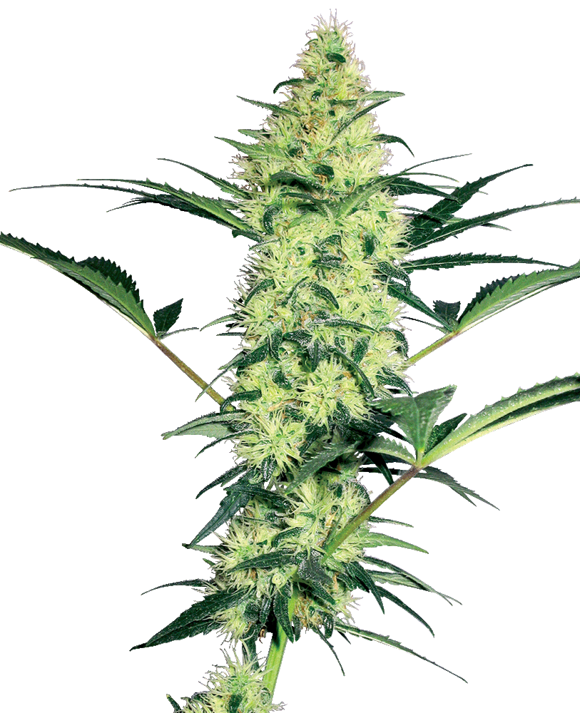 White Diesel feminisierte Cannabissamen