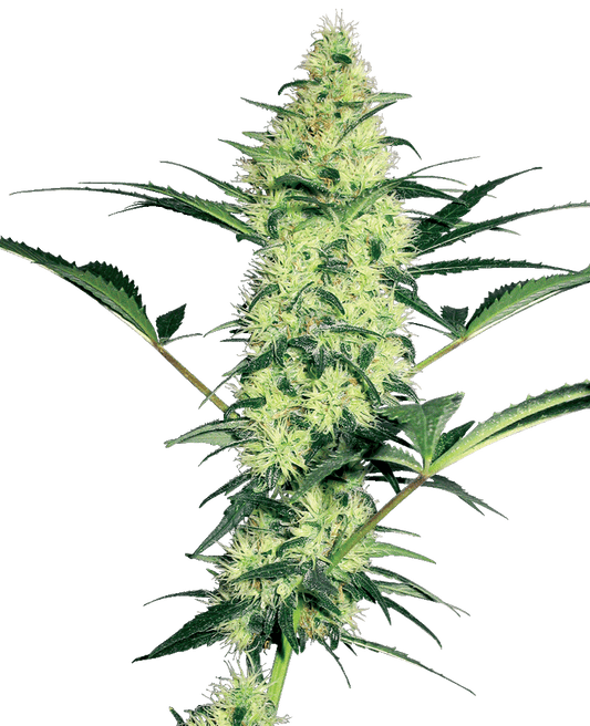 White Diesel feminisierte Cannabissamen