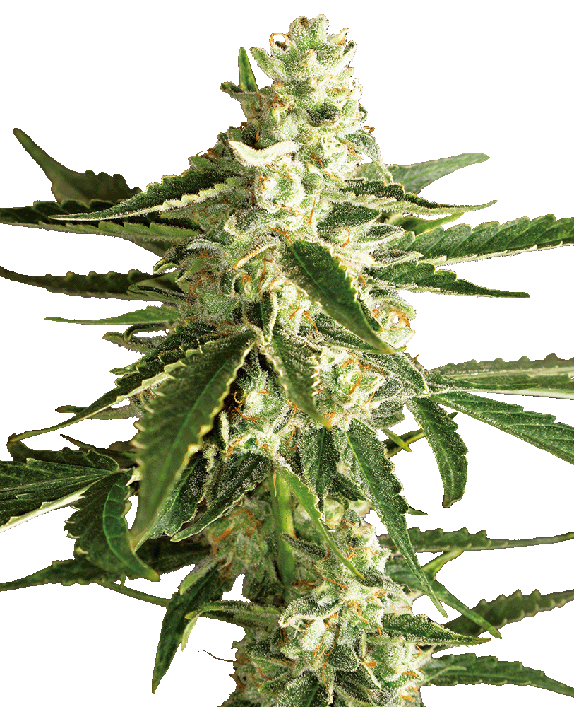 White Diesel Haze Automatic Cannabissamen