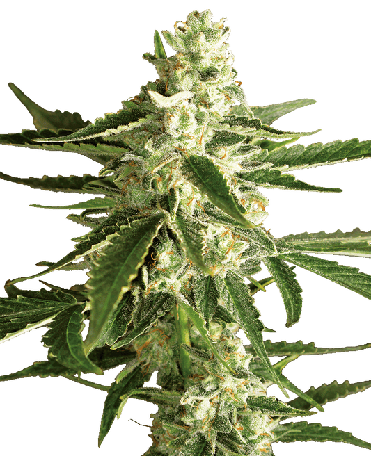 White Diesel Haze Automatic Cannabissamen
