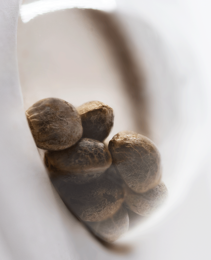 White Label White Diesel Haze automatic Hanfsamen Blüte