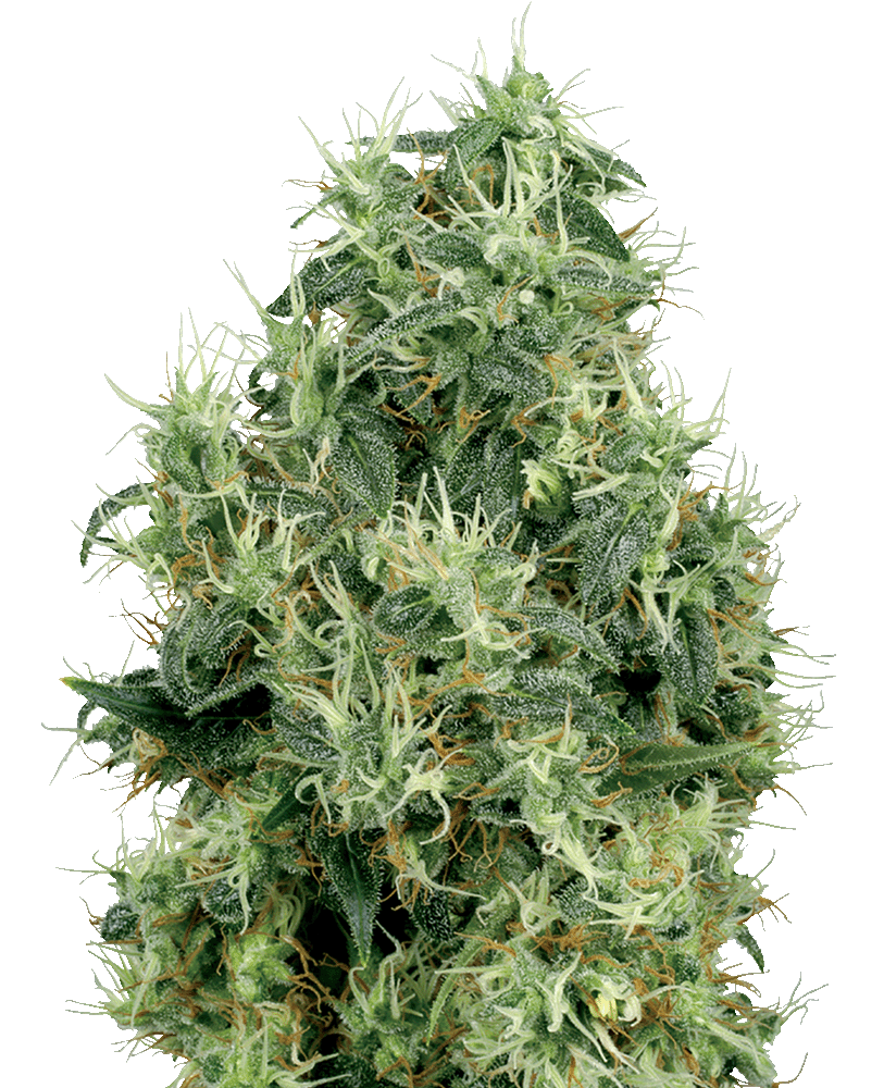 White Gold feminisierte Cannabissamen