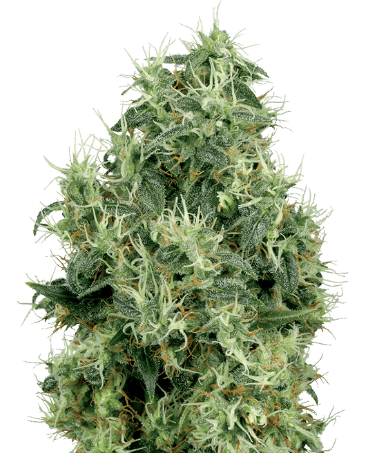 White Gold feminisierte Cannabissamen