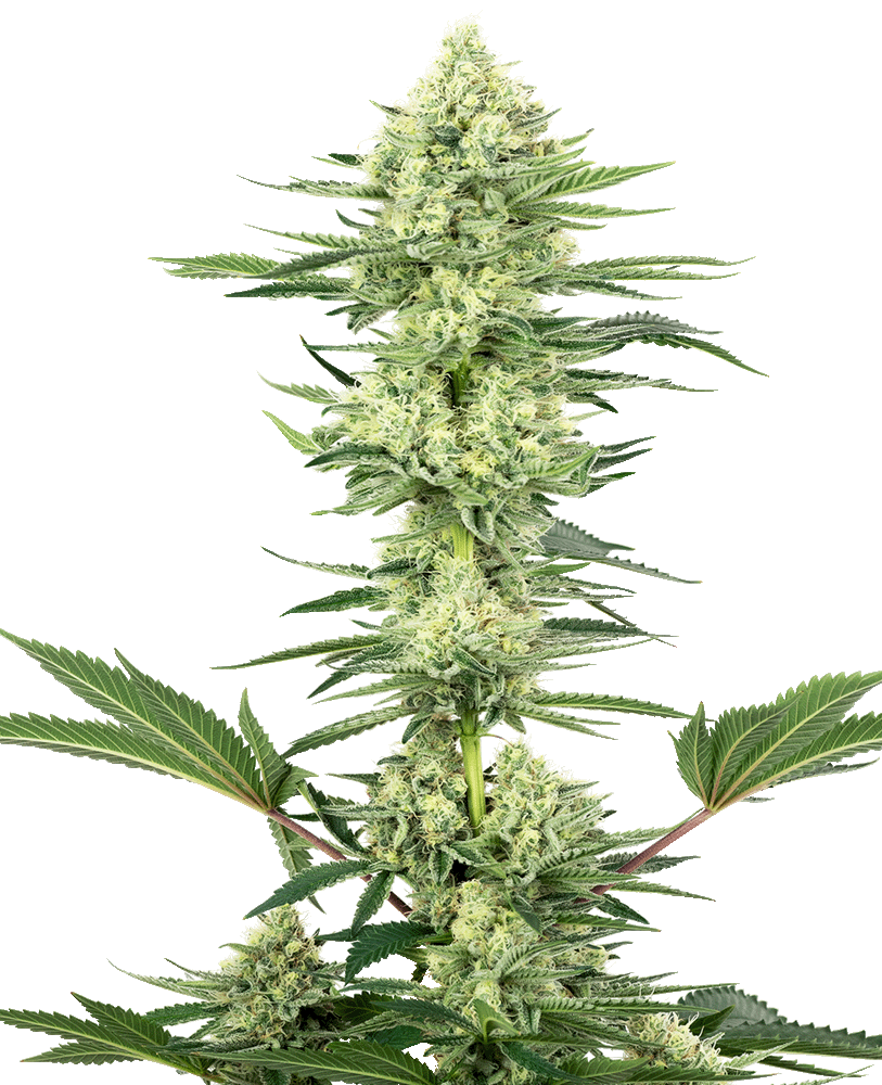 White Gorilla Haze feminisierte Cannabissamen