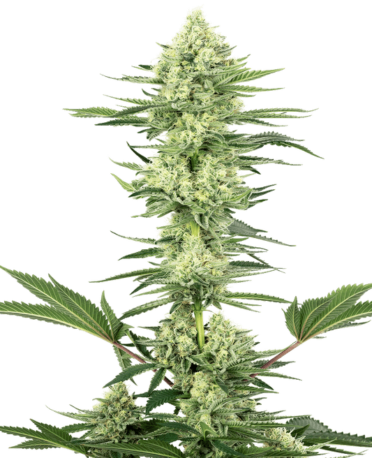 White Gorilla Haze feminisierte Cannabissamen