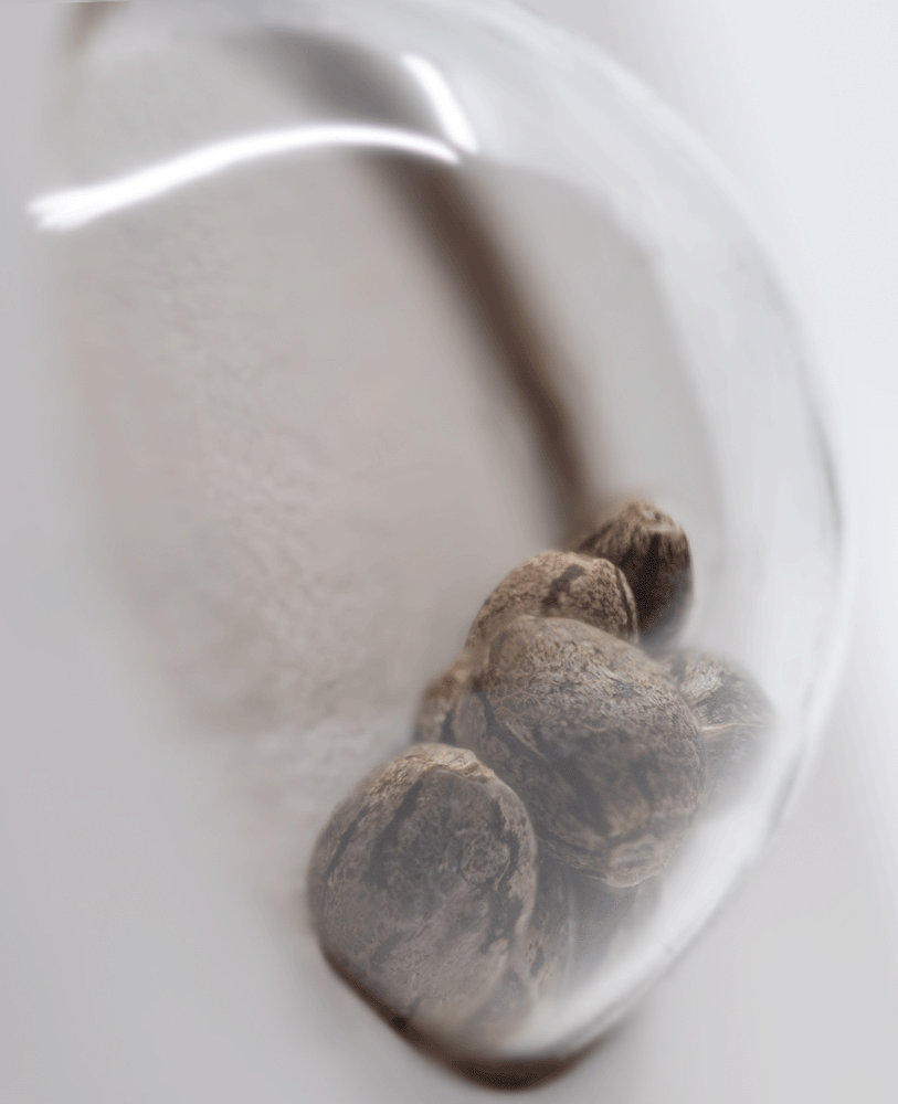 White Label White Gorilla Haze feminisierte Hanfsamen Blüte