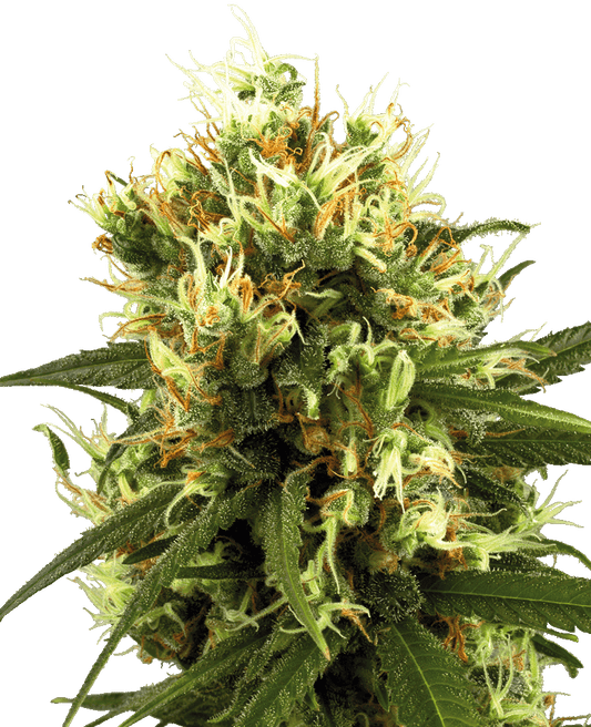 White Haze Automatic Cannabissamen