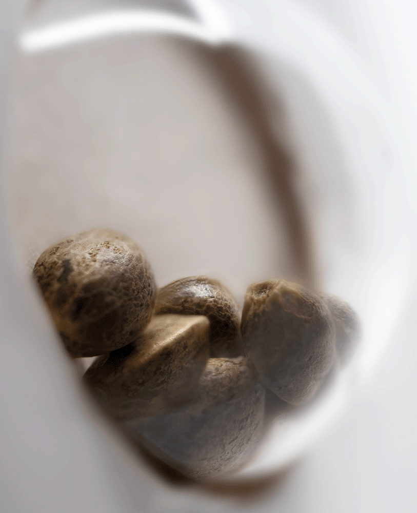 White Label White Haze automatic Hanfsamen Blüte