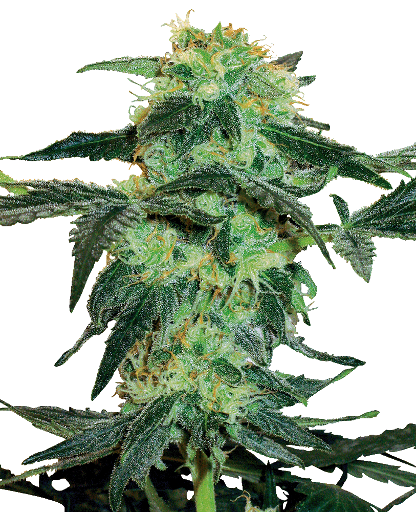 White Ice feminisierte Cannabissamen