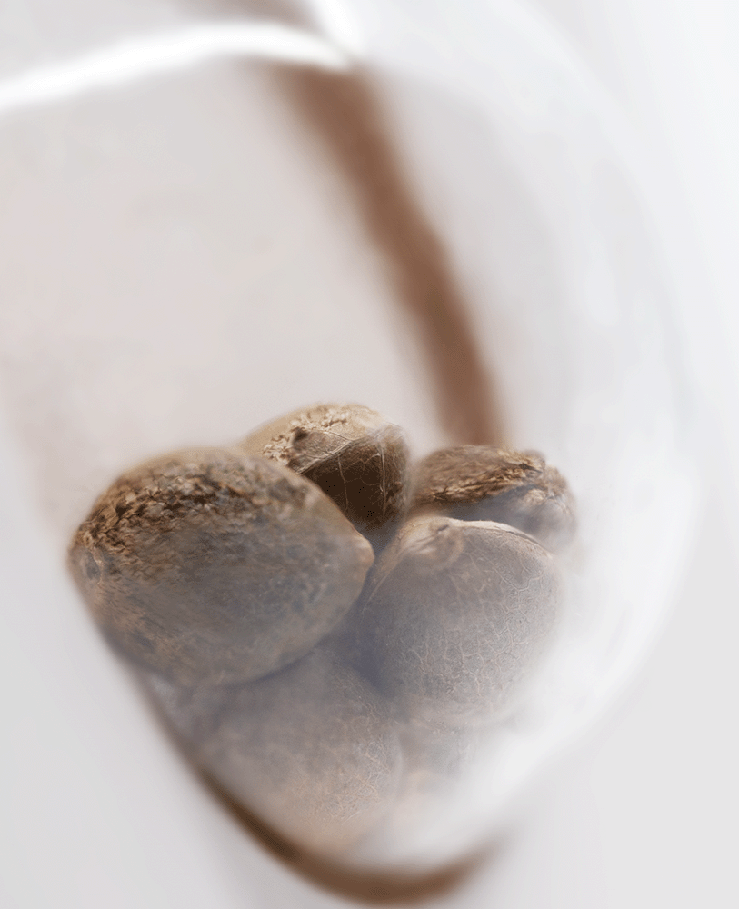 White Label White Ice feminisierte Hanfsamen Blüte