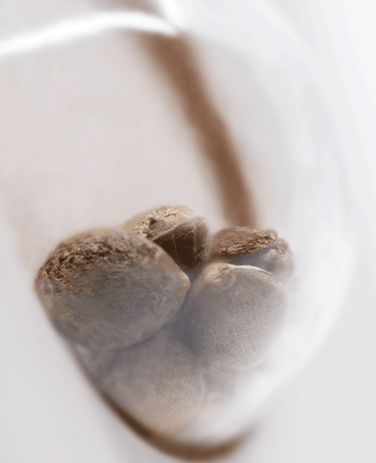 White Label White Ice feminisierte Hanfsamen Blüte