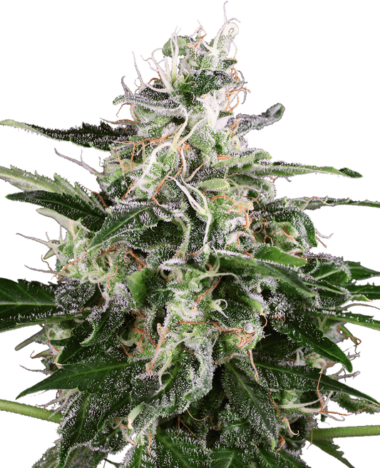 White Skunk Automatic Cannabissamen