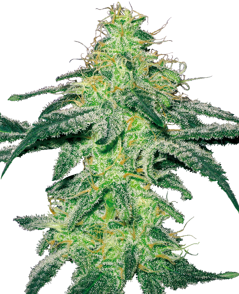White Skunk feminisierte Cannabissamen