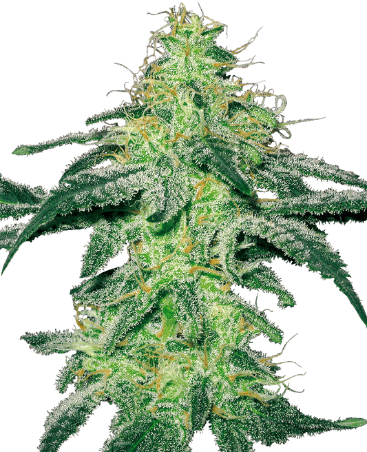 White Skunk feminisierte Cannabissamen